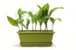 brin de muguet