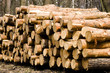 A pile of pine. Logs were stacked in the forest