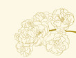 sakura flowers sakura flowers