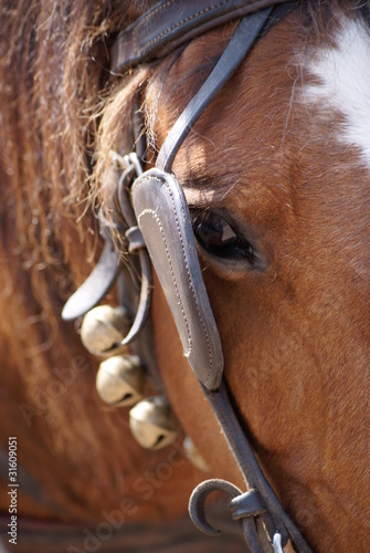 Photo: cheval attelé baie cheval attelé baie