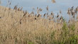 Video: bird on reeds bird on reeds
