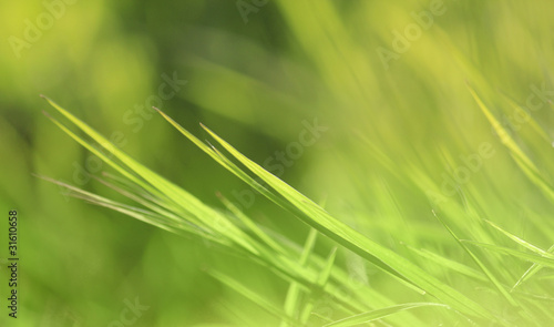 Photo: Verwischte Grashalme 01 Verwischte Grashalme 01