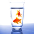 goldfish