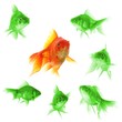 goldfish