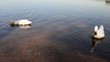 white ducks swimming