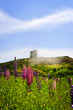 Photo: Garden lupin flowers at Signal Hill Garden lupin flowers at Signal Hill
