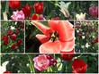 Tulipes rouges et roses