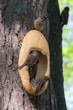 hungry sparrows