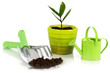 Plant with garden tools. Plant with garden tools.