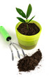 Plant with garden tools. Plant with garden tools.