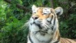 Tiger Roar