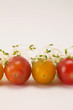 baby cherry tomatoes line sprouts