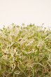 sprout pile
