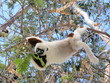 ����: LEMURS Coquerel's SIFAKA  MADAGASCAR � sancld #31618207