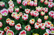 Tulpen
