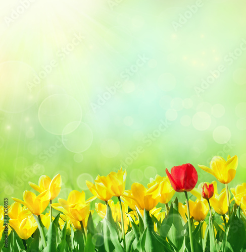Photo: Tulip background Tulip background