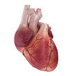 3d rendered medical illustration of a human heart 3d rendered medical illustration of a human heart