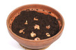 Photo: Flowerpot with bulbs Flowerpot with bulbs