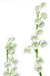 Maiglöckchen (Convallaria majalis)