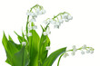 Maiglöckchen (Convallaria majalis)