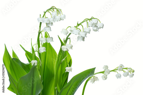 Foto: Maiglöckchen (Convallaria majalis) Maiglöckchen (Convallaria majalis)