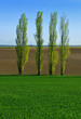 Paysage champetre