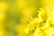 菜の花のアップ