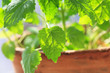 mint in the pot