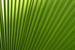 Foto: Palmenblatt Hintergrund Palmenblatt Hintergrund
