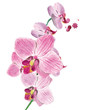 branch of orchids