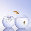 Foto: Goldfisch in love Goldfisch in love