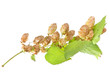 Hop plant closeup