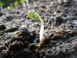 Vídeo: Growing seeds timelapse Growing seeds timelapse