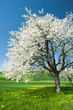 Blossoming trees in spring on green field.
