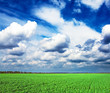 Grass and sky