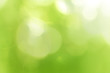 Green forest bokeh