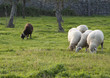 One black and four white sheep separated One black and four white sheep separated