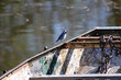 oiseau sur vielle barque oiseau sur vielle barque