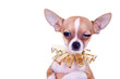 Suspicious Chihuahua Puppy
