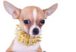 Cluseup Picture Of A Chihuahua...