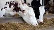 Cows on Farm
