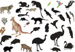 set of australian animals and birds on white set of australian animals and birds on white