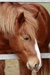 Pony