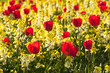 Photo: Red tulips Red tulips