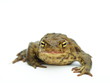 Kröte