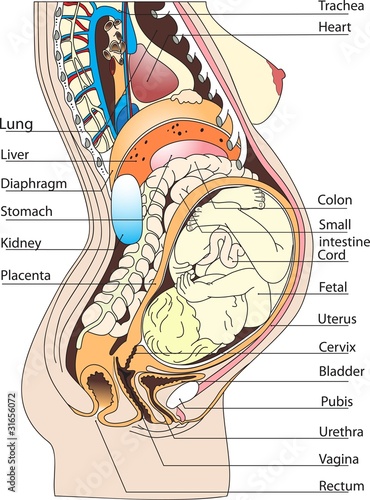 Vector: Pregnant Pregnant