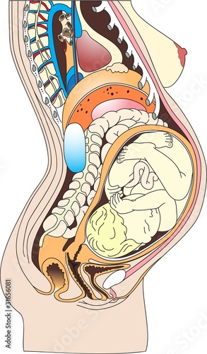 Vector: Pregnant1 Pregnant1