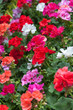 massif fleuri de pélargoniums massif fleuri de pélargoniums