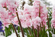 Spring Snow