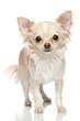 Long coat chihuahua on a white background Long coat chihuahua on a white background
